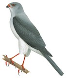 Grey-headed Goshawk Illustration