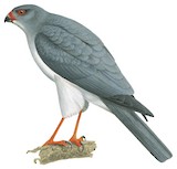 New Britain Goshawk Illustration