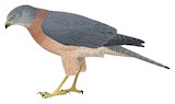 Brown Goshawk Illustration