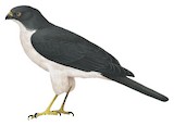 Pied Goshawk Illustration