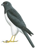 White-bellied Goshawk Illustration