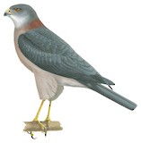 Fiji Goshawk Illustration