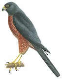 Moluccan Goshawk Illustration