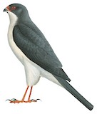 Slaty-mantled Goshawk Illustration