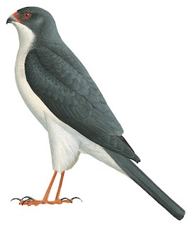 Slaty-mantled Goshawk