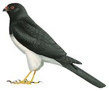 Imitator Goshawk Illustration