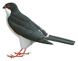 Red-thighed Sparrowhawk Illustration