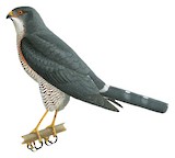 Little Sparrowhawk Illustration