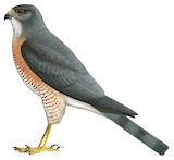 Japanese Sparrowhawk Illustration