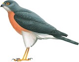 Dwarf Sparrowhawk Illustration