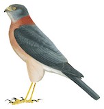 Rufous-necked Sparrowhawk Illustration