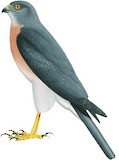 Vinous-breasted Sparrowhawk Illustration