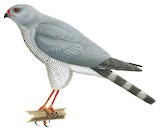 Ovambo Sparrowhawk Illustration