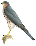 Eurasian Sparrowhawk Illustration