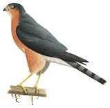 Rufous-breasted Sparrowhawk Illustration