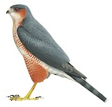 Sharp-shinned Hawk Illustration