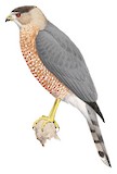 Cooper's Hawk Illustration