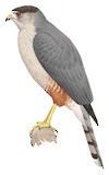 Gundlach's Hawk Illustration