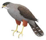 Bicolored Hawk Illustration