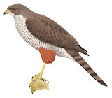 Chilean Hawk Illustration