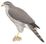 Henst's Goshawk Illustration