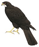 Black Sparrowhawk Illustration