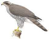 Eurasian Goshawk Illustration