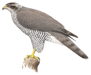 Eurasian Goshawk