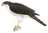 Meyer's Goshawk Illustration