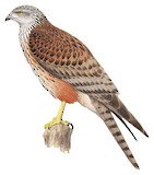 Red Goshawk Illustration