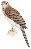 Doria's Goshawk Illustration