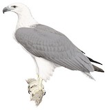 White-bellied Sea Eagle Illustration