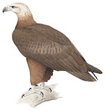 Sanford's Sea Eagle Illustration