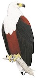 African Fish Eagle Illustration