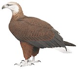 Madagascar Fish Eagle Illustration