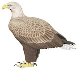 White-tailed Eagle Illustration