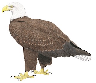 Bald Eagle