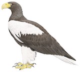 Steller's Sea Eagle Illustration