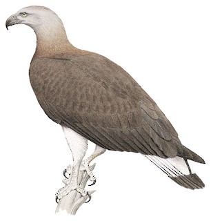 Gray-headed Fish-Eagle