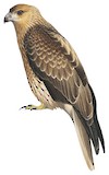 Whistling Kite Illustration