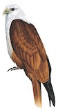 Brahminy Kite Illustration
