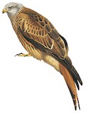 Red Kite Illustration