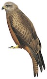 Black Kite Illustration