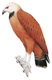 Black-collared Hawk Illustration