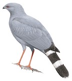 Crane Hawk Illustration