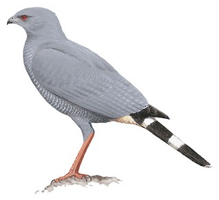 Geranospiza caerulescens gracilis