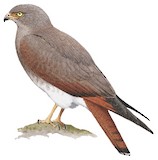 Rufous-winged Buzzard Illustration