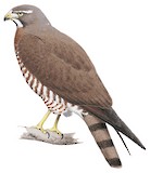 Grey-faced Buzzard Illustration