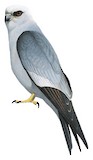 Mississippi Kite Illustration