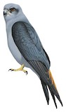 Plumbeous Kite Illustration